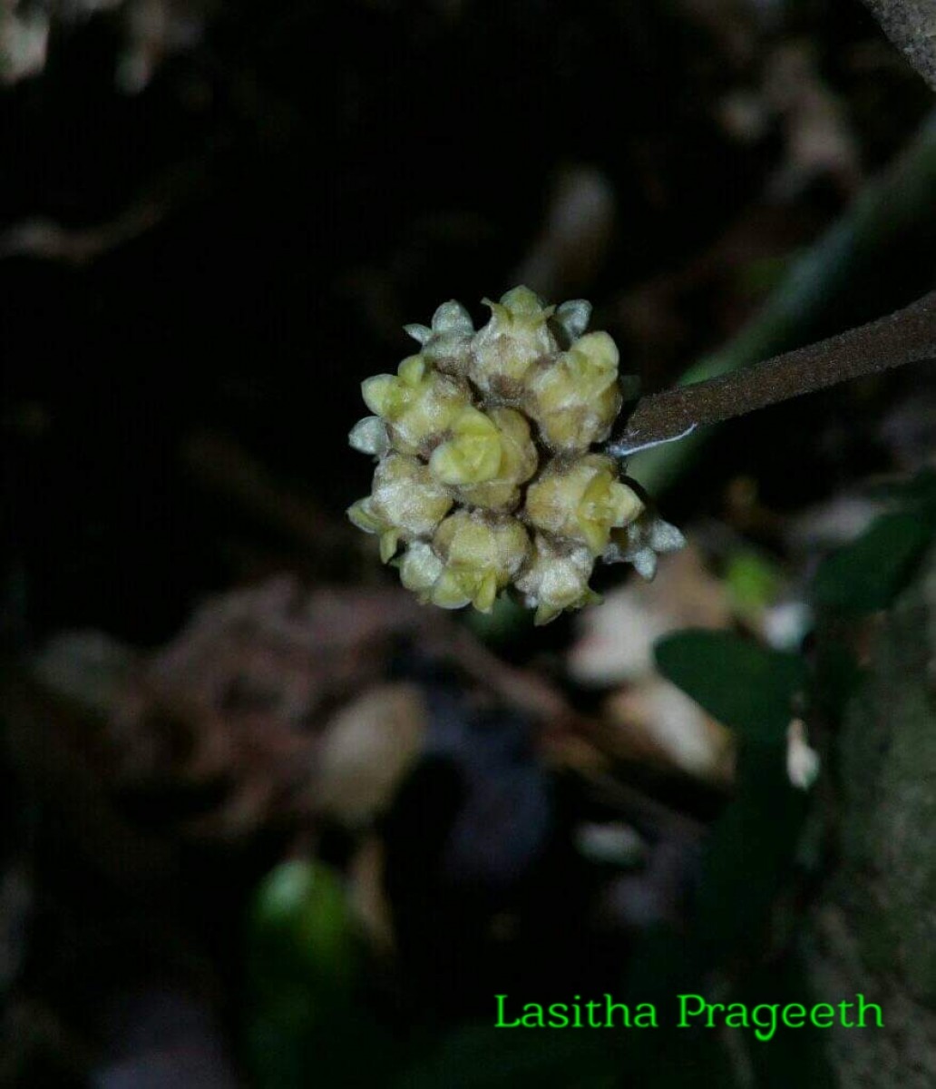 Coscinium fenestratum (Gaertn.) Colebr.